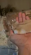Zelda being a sniffy baby
