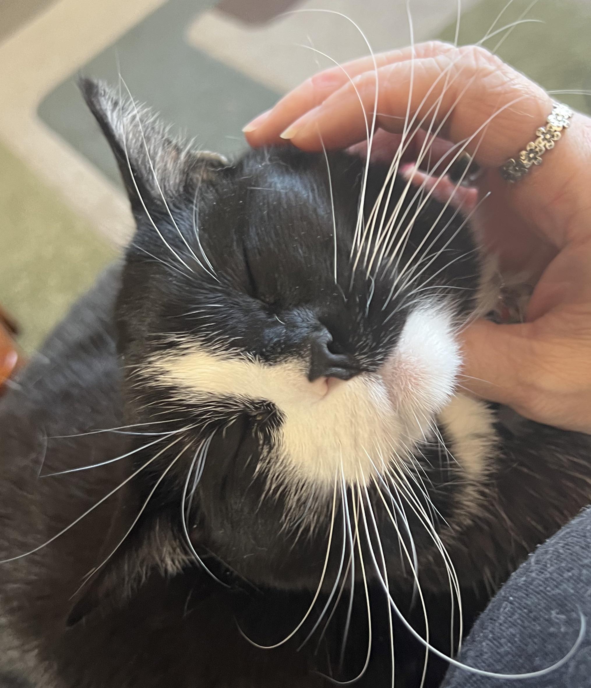 My cuddle bug - Misty