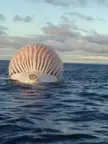 A dead whale
