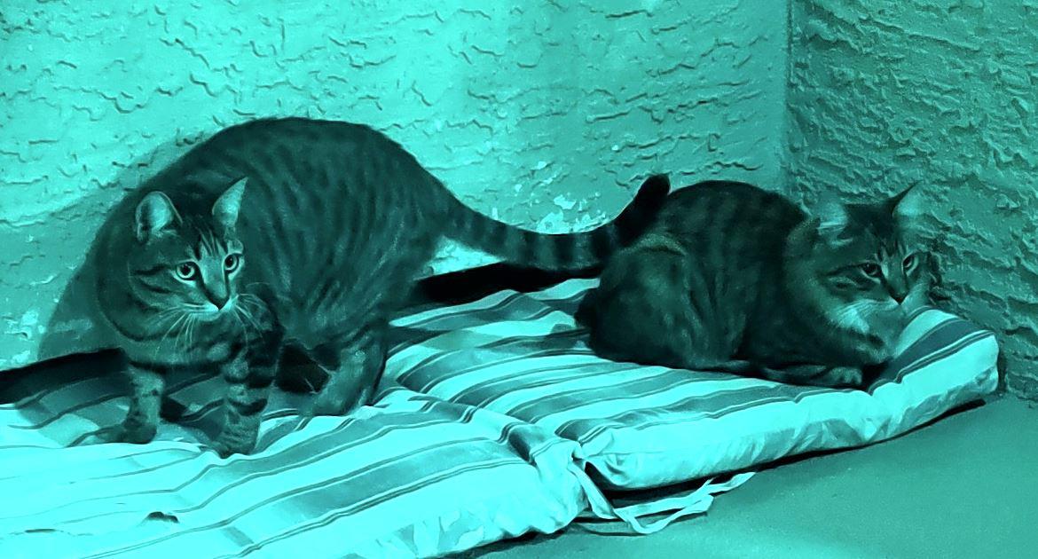 Had the LEDs on color cycle revealing these alien kitties. | Scrolller