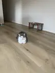 Loafing right in the middle of where we need to walk in the house