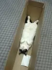 FLOOFY CAT LOVE TO REST IN BOX