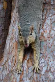 Stretch Squirrel wants Seeds