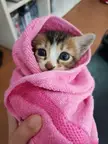 Purrito