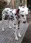 POOr DoG GeTs aTtaCked And pOisoned BY doZeNS OF DEAdLy SPidERs!