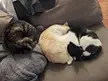 Three perfect circles