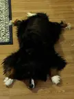Dog Skin Rug