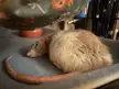 Suggestions to make life easier to an old rat?