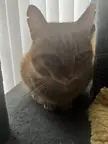 8/10 loaf, i can still see mittens o_o