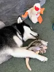 Kaya the husky dog sleeping on a green carpet with Curt the chikun and Pepe the possum stuffed animals