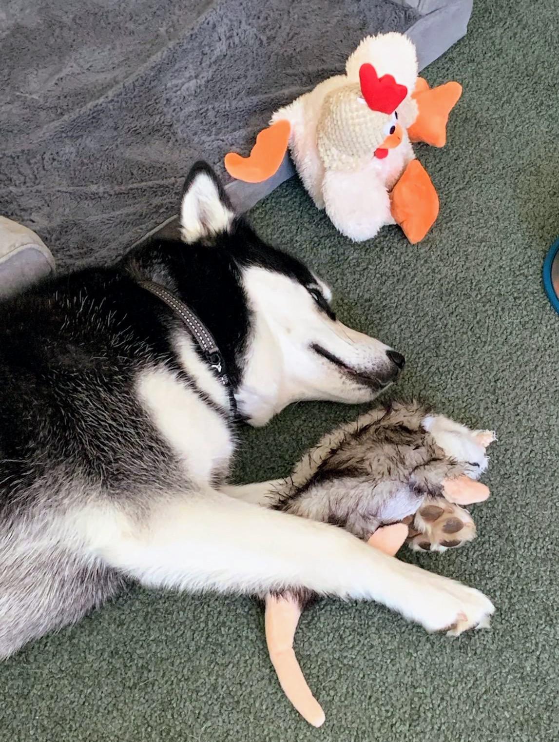 Kaya with friends curt the chikun and Pepe the possum...