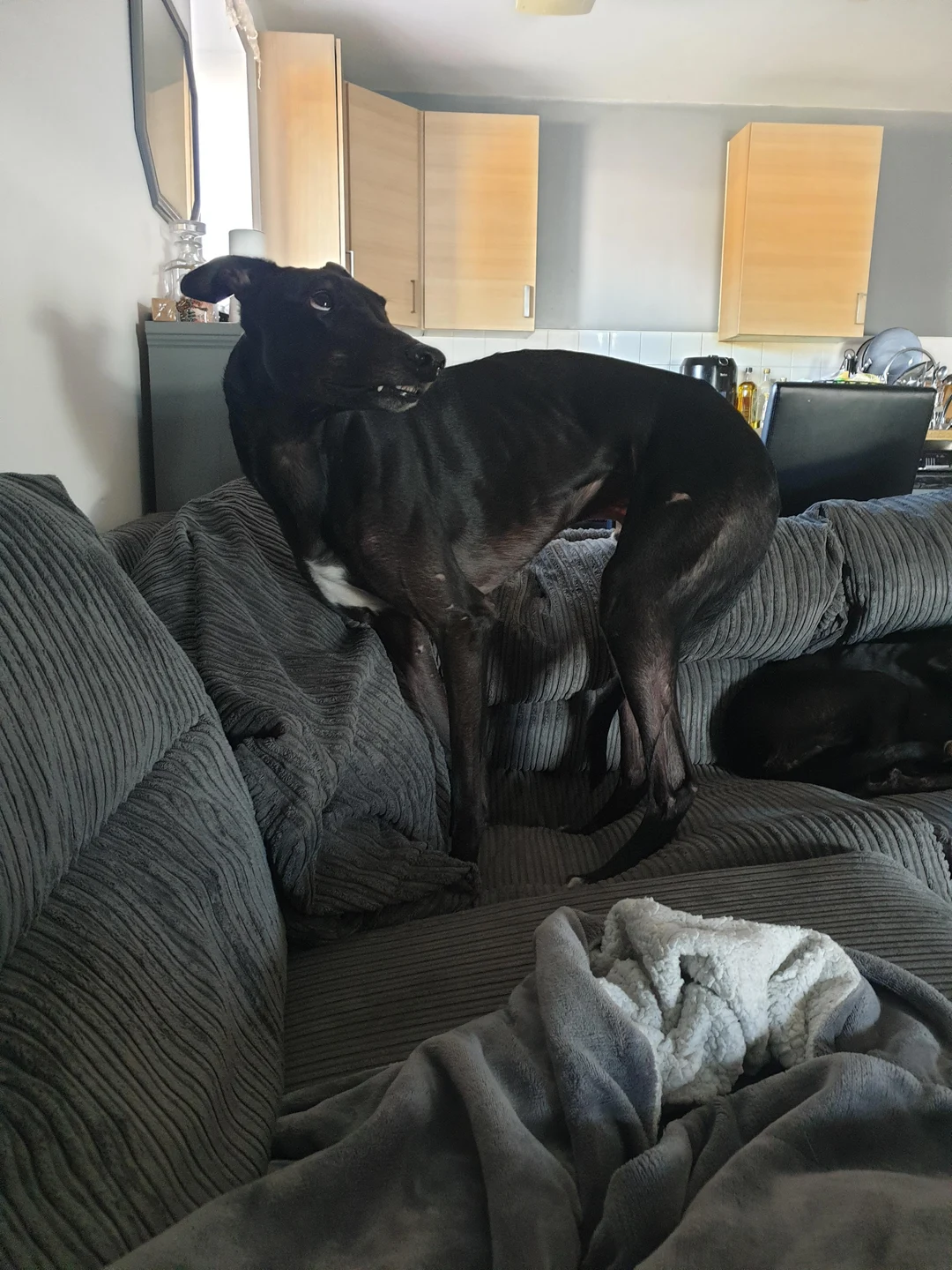big-black-scary-dog-frightened-of-the-lamp-shade-scrolller