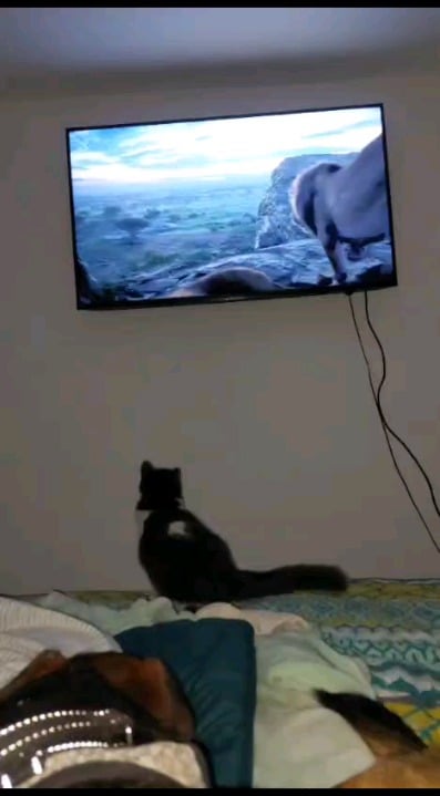 Gatito Oreo 🐱 viendo el rey león 🦁