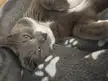 brushybrushy