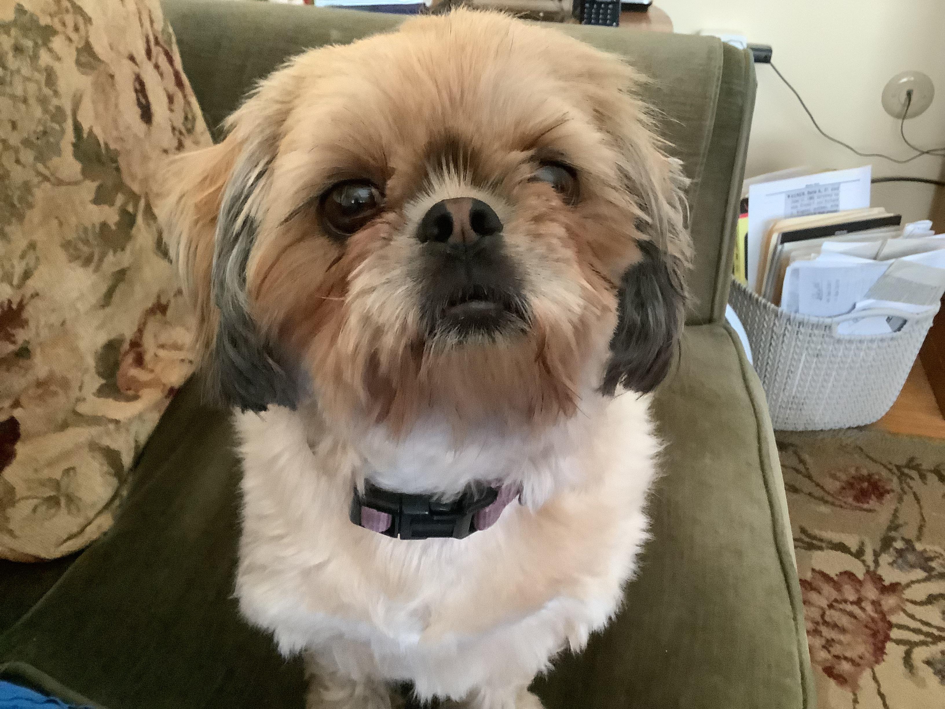 Boop my snoot