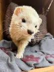 Graceful boi