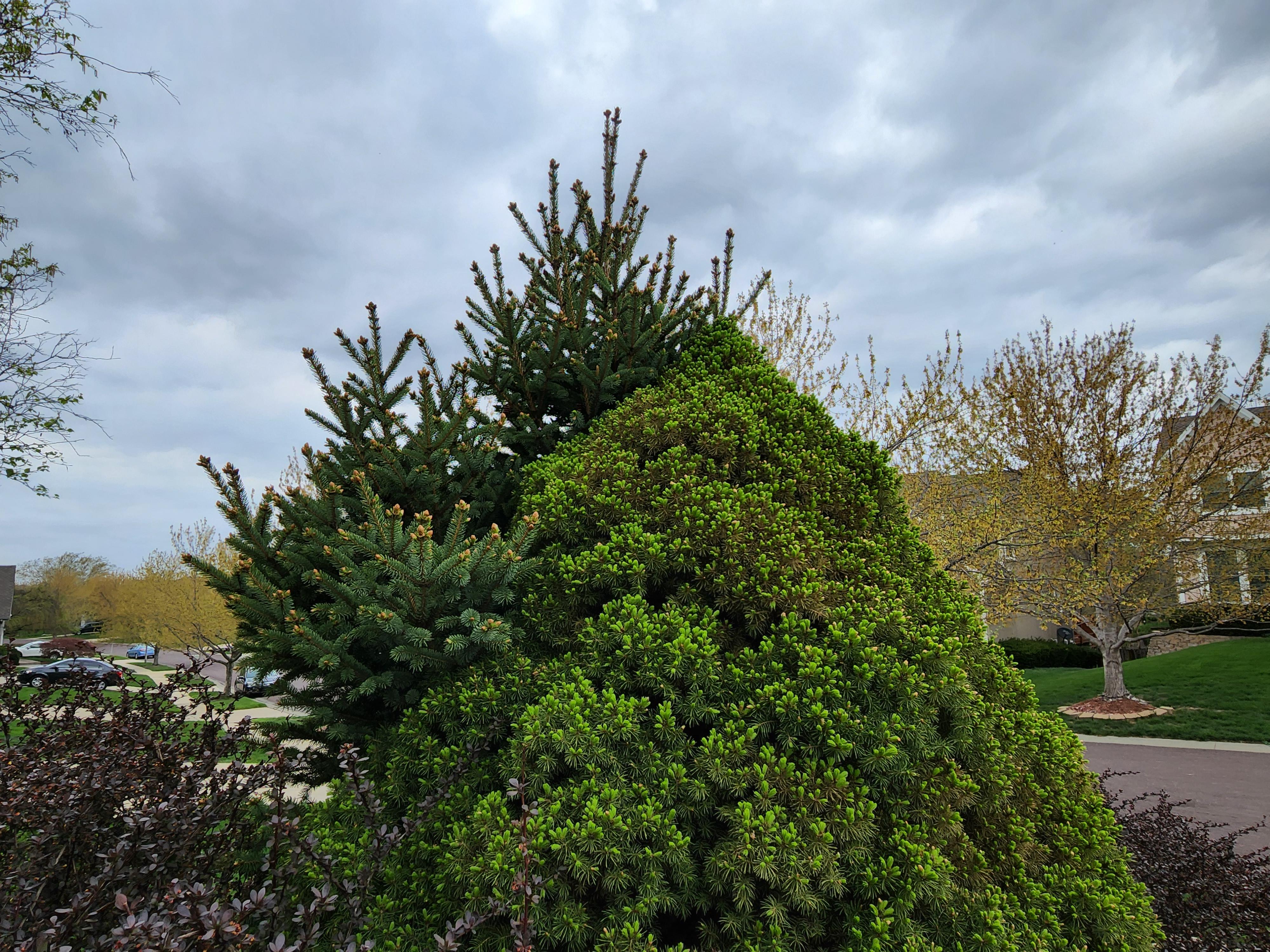 Mutant? Chimera? Tree growing out of another tree? | Scrolller