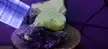 Calcite under UV blacklight
