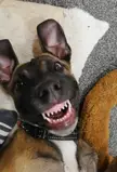 Puppy teef!