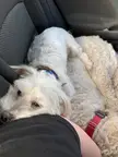 It’s a dog bed right?