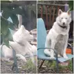 Is this normal? 🤣🤣🤣🤣🤣🤣🤣 Who's got a chair Husky?