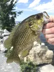 Vermont Rock Bass
