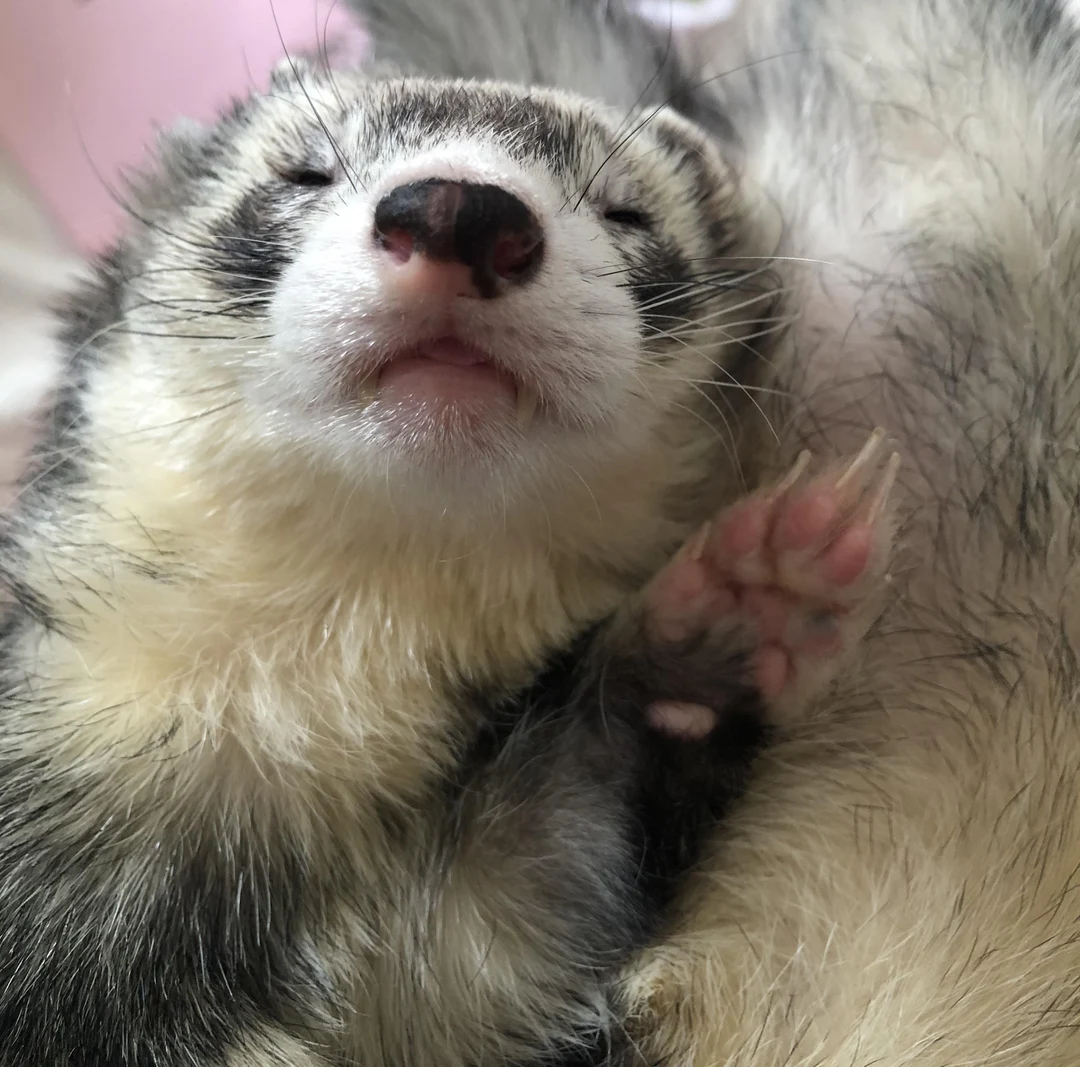 My Ferret Was Diagnosed With Insulinoma What Is The Best Diet For Him My ferret was diagnosed with insulinoma what is the best diet for him