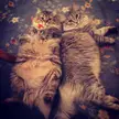 These cats are pure fluff