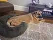 My 75-lb dog doesn’t see anything wrong with his use of the cat bed.