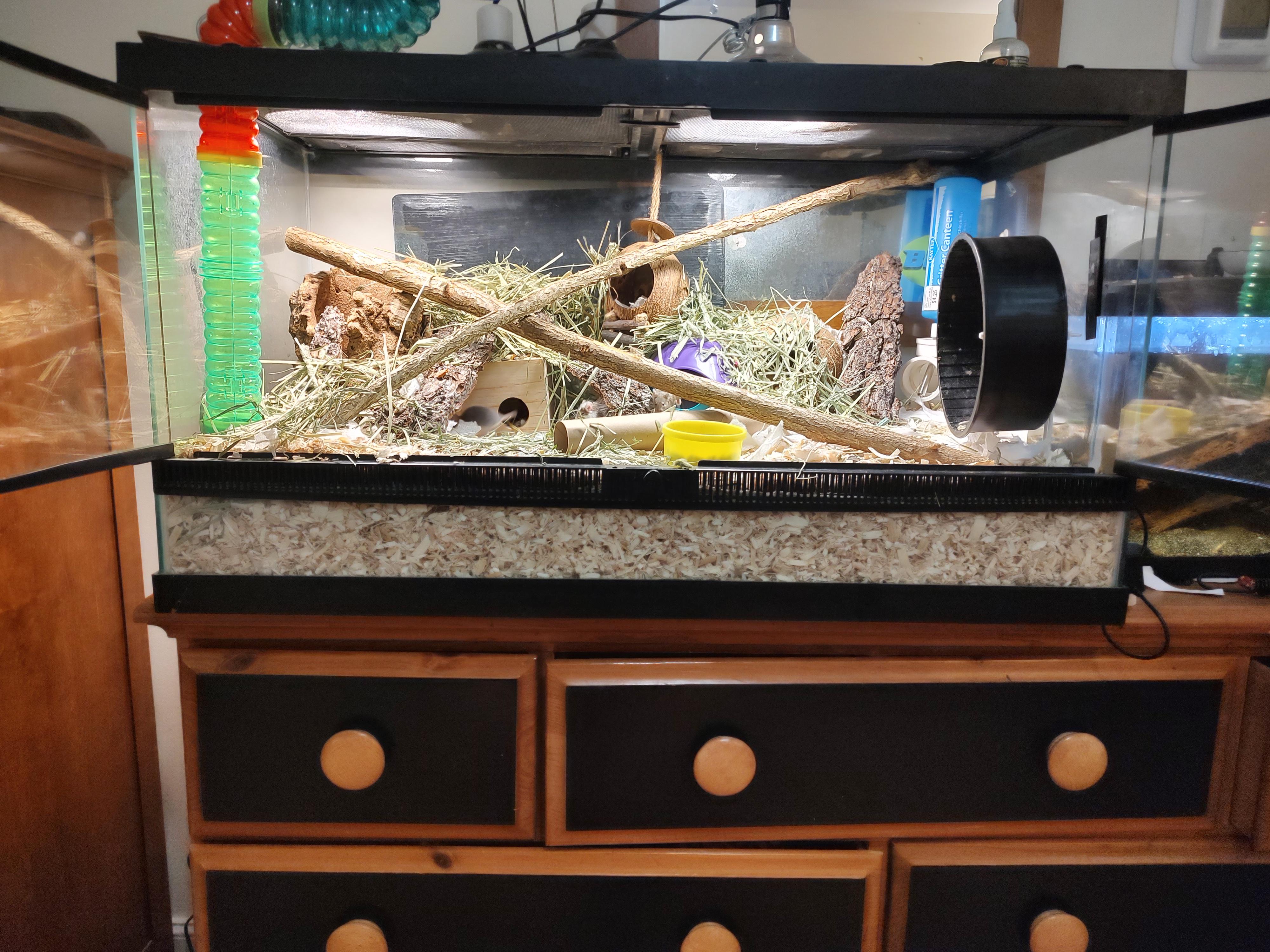 My 40 gallon mouse enclosure