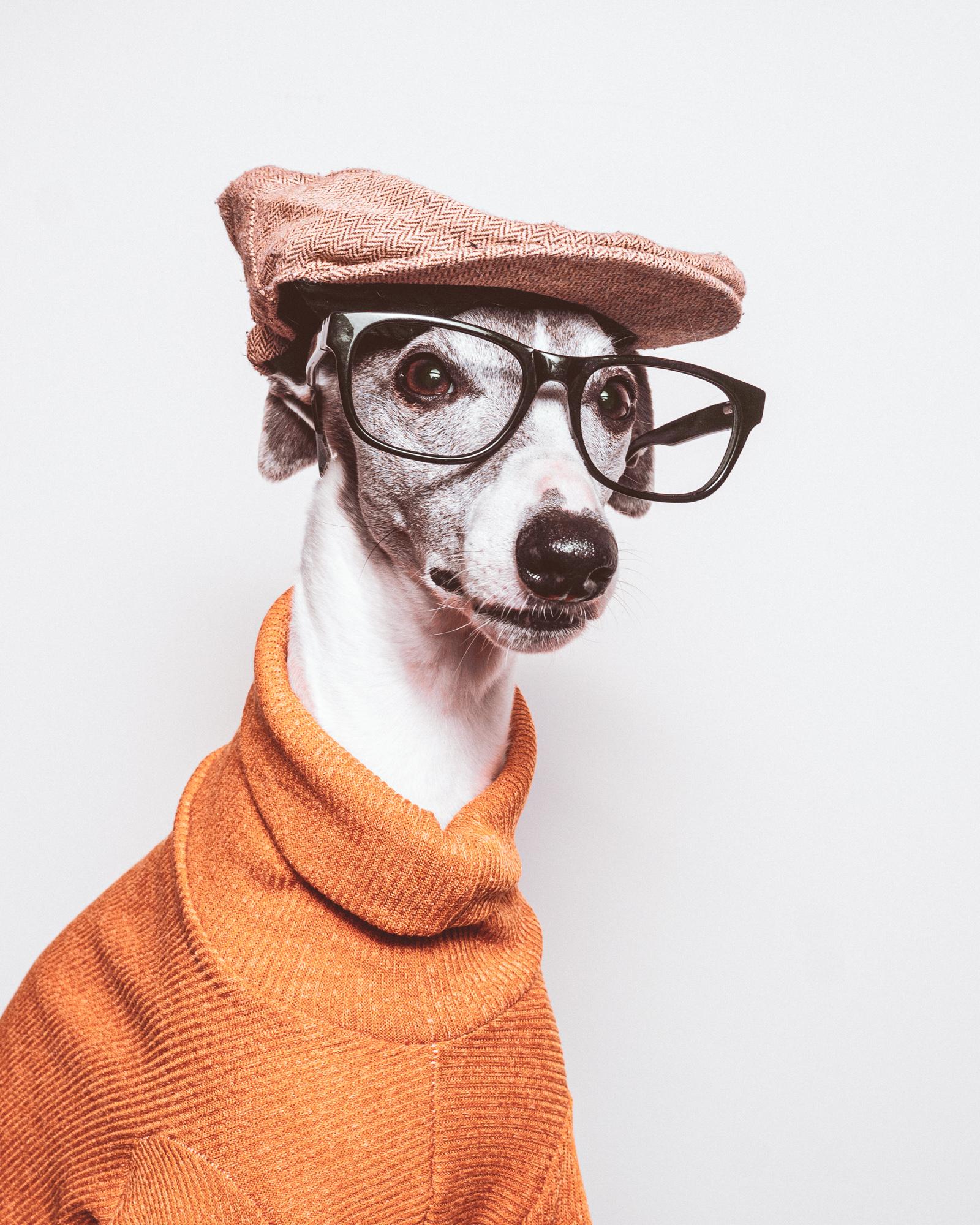 my-dog-bowie-looks-like-he-s-the-dj-for-an-80-s-rap-group-scrolller