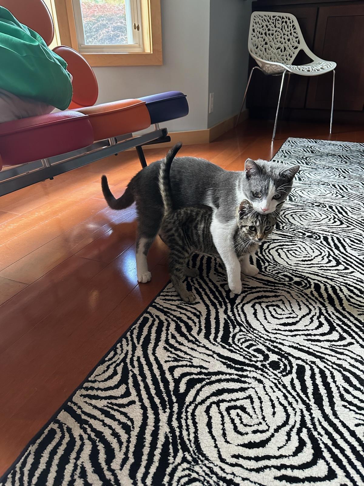 My ex girlfriend’s kitties