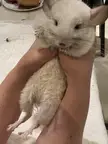 this is my chinchilla. she is dirty because there is a cream on her feet. say hi to my chinchilla. hi