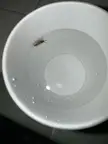 There was a earwig in my cup of water😭😭😭