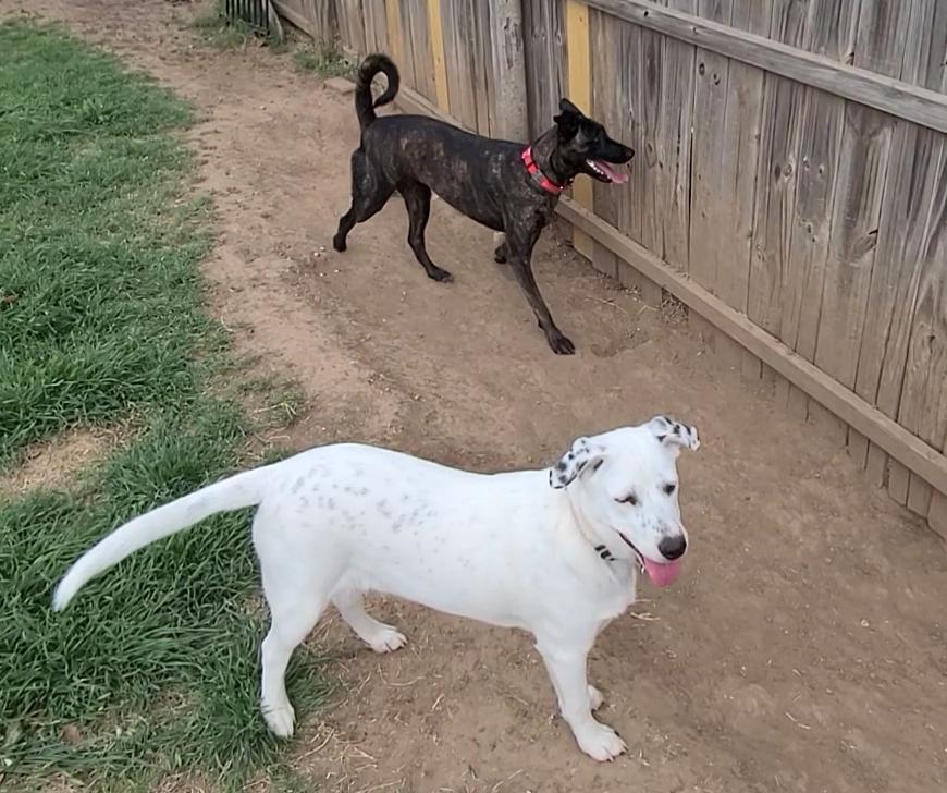 Are undocked Rottweiler tails naturally curly? My Belgian Malinois mix has a curly tail, but none of the breeds in her mix are known for having curly tails. She's only about 5% Rottweiler, but photos of undocked tails are the only breed in her mix where I've seen similarly curly tails.