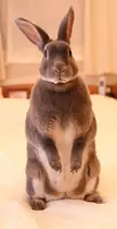 This Cute Grey And White Rex Rabbit 🐰🤍🖤🤎♥️💙💜💖💚🧡💛