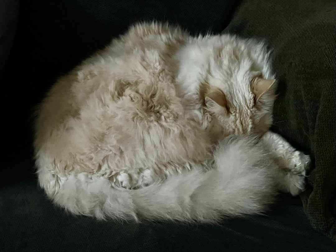 CatCircles