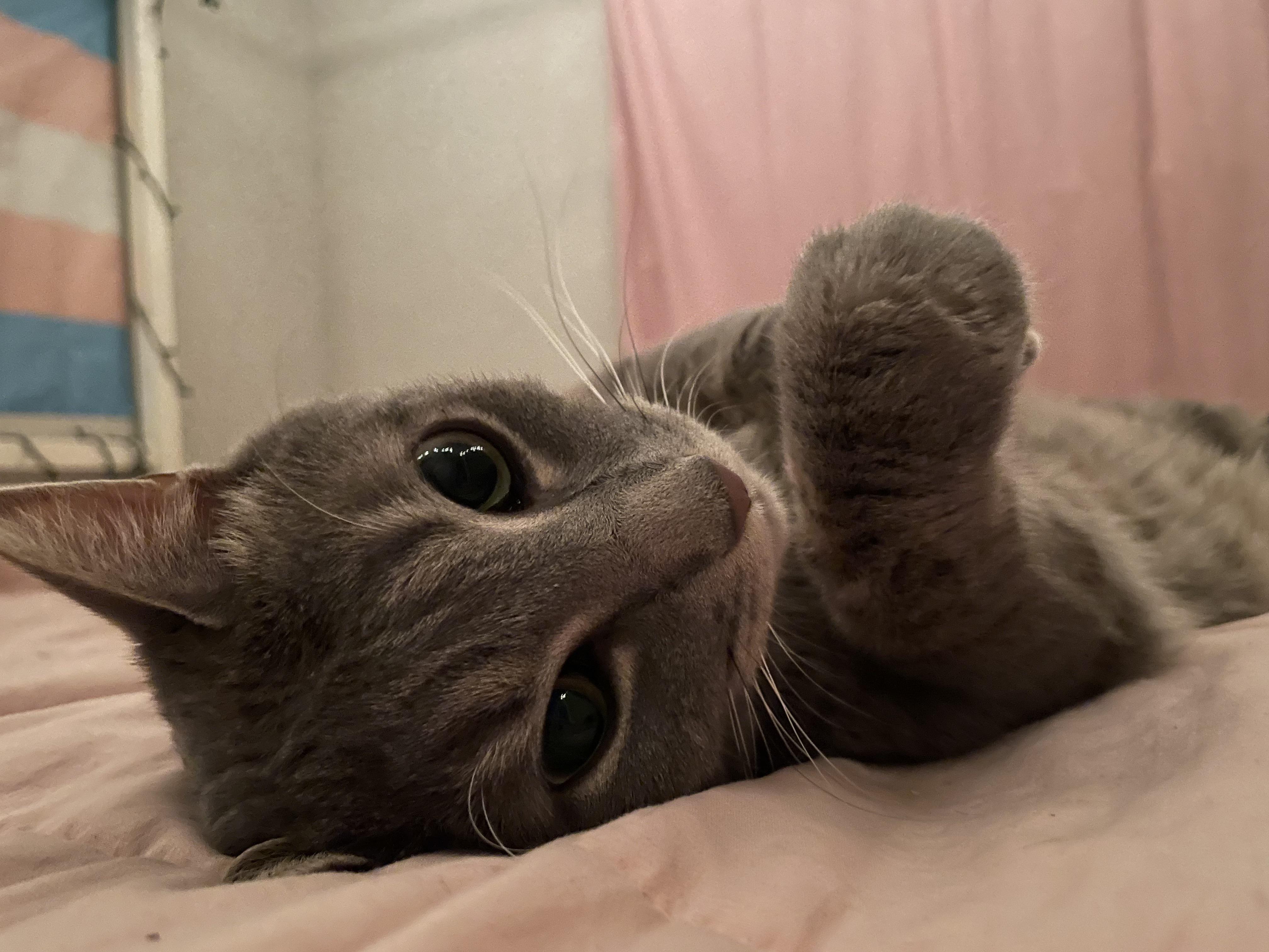 Indie, a cute grey tabby cat, lying on its back on pink fabric with wide eyes and one paw raised.