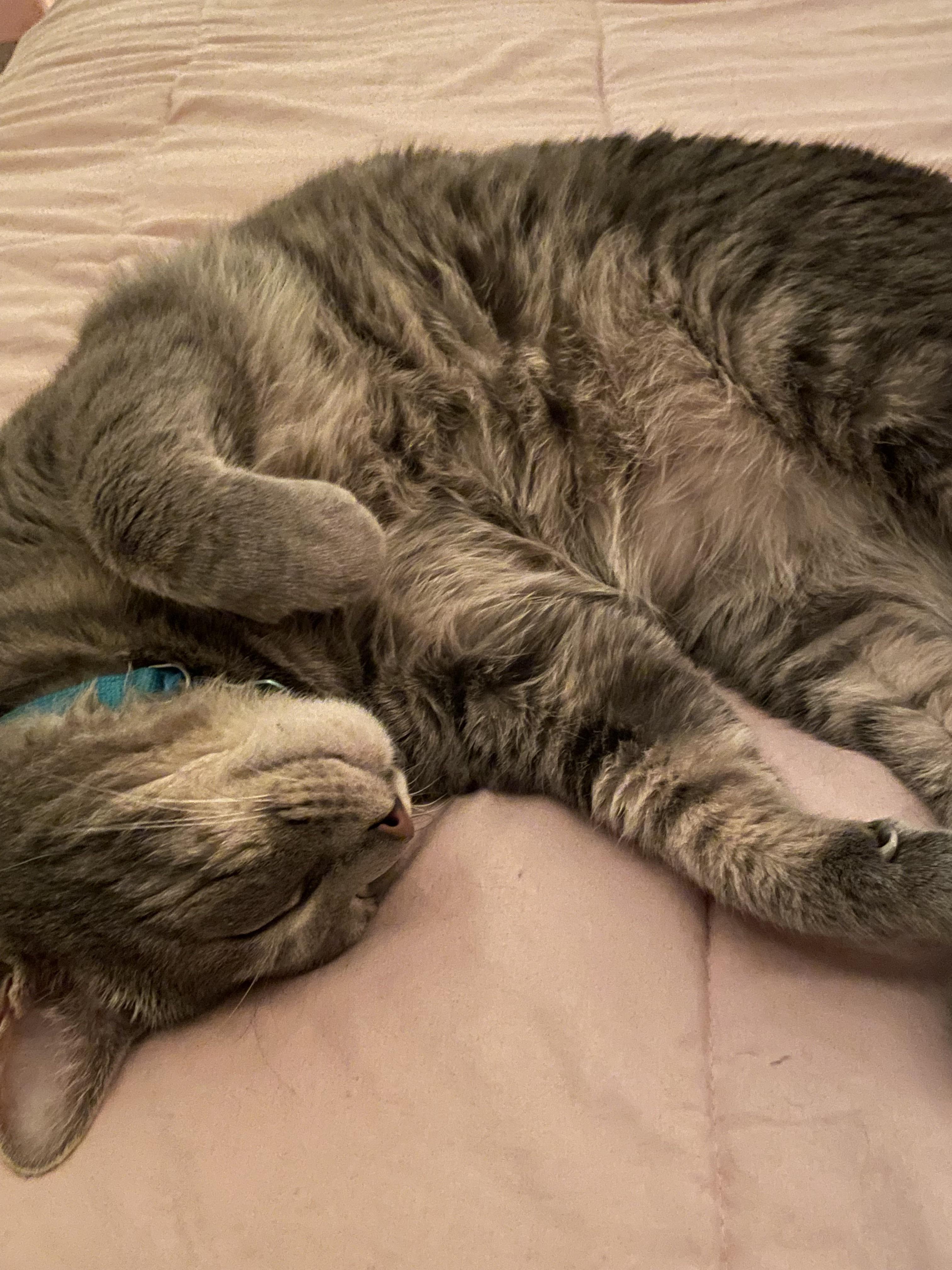 Here’s my little guy Indie before nap time!