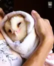 sweet adorable baby owls