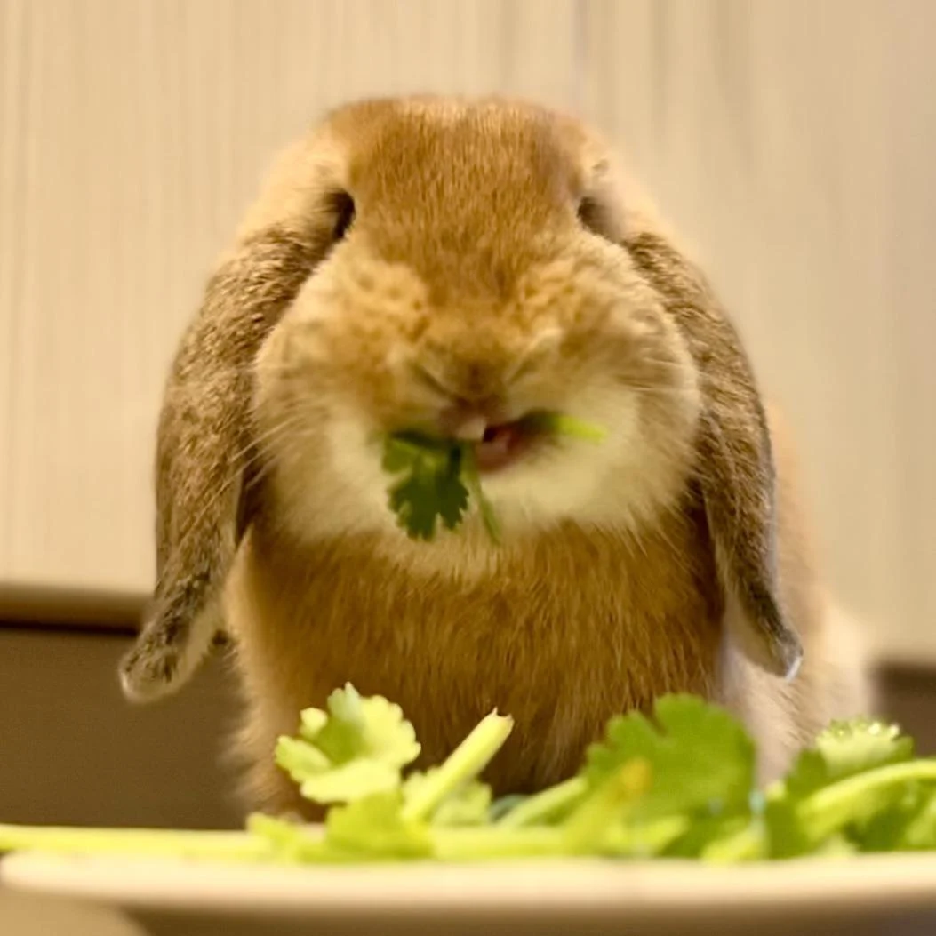 Derp rabbit, and the face she makes when eating 🌿 | Scrolller