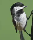 Black-capped chickadee (Eastern Nebraska)