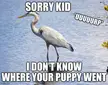 Great Blue Heron Meme