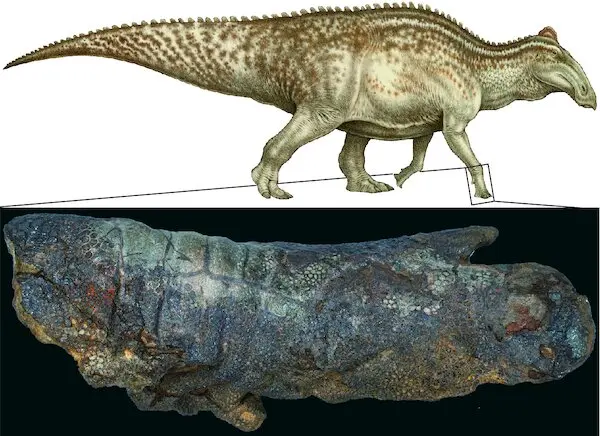 The Preserved front hoof of an Edmontosaurus.