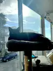Good meowning from Boca