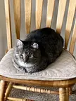 Standard issue tabby demonstrates textbook loaf form