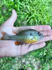 orangespotted sunfish?