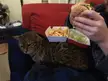 A tabby cat resting on a person's lap next to a burger and french fries on a red sofa.
