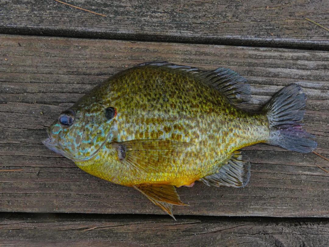 What's the largest and or longest sunfish that you've ever caught? Mine ...