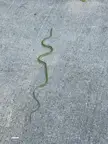 [OC] Are snakes cute?